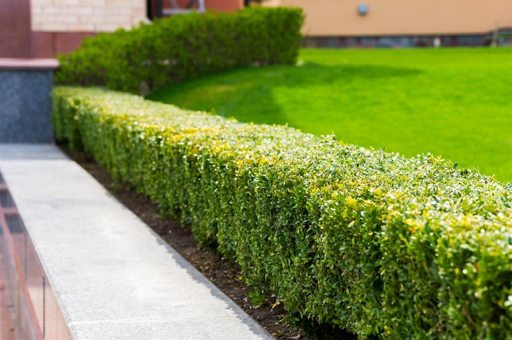 Hedge Trimming: Techniques, Timing, and Transforming Your Landscape